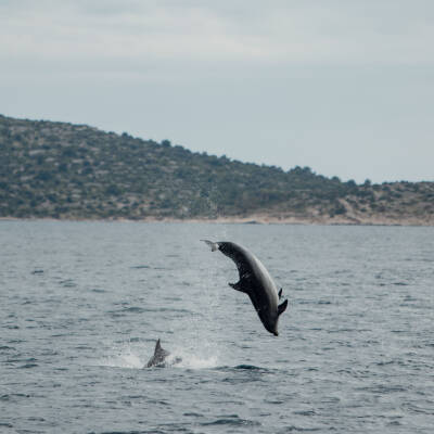 Hanse-cup-adriatic