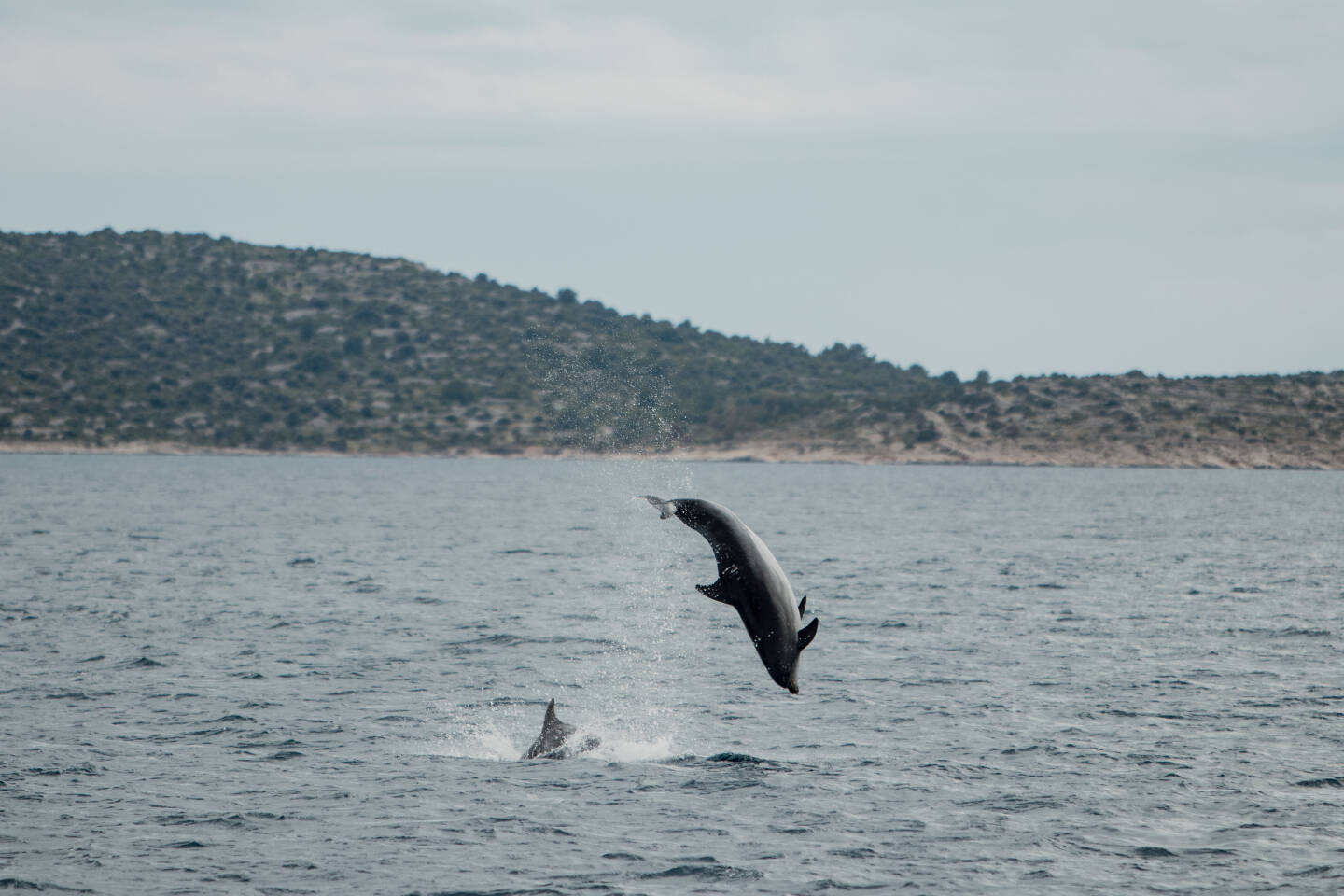 Hanse-cup-adriatic